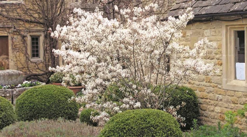 Trees for borders